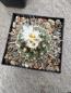 Preview: Turbinicarpus swobodae